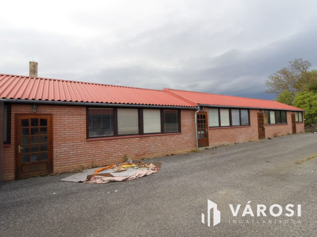 Ez nem üvegtigris, ez jobb! Ez Fapuma