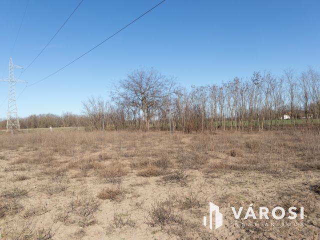 Lovastanya erdővel a szélén