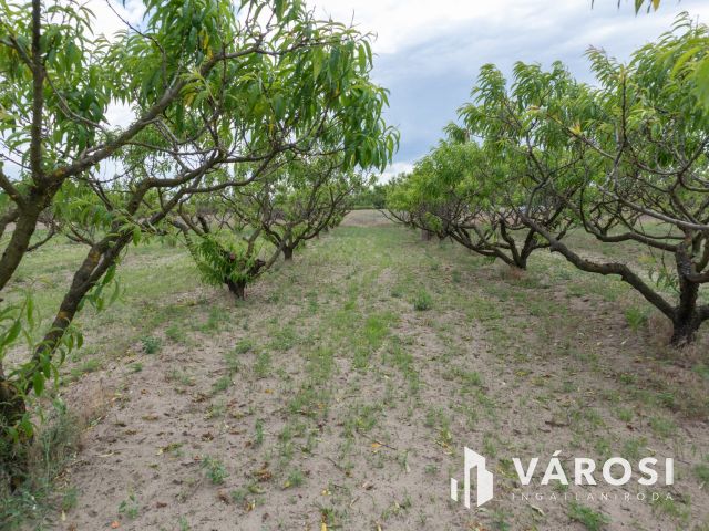 Bordányi barackos idei terméssel együtt Eladó