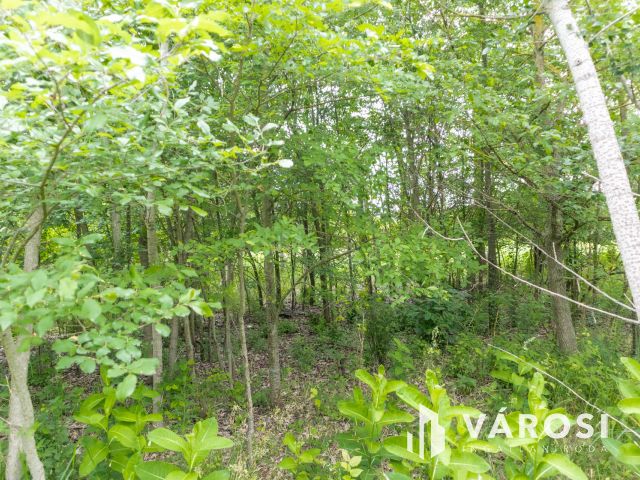 Domaszéki földterület, fákkal díszített