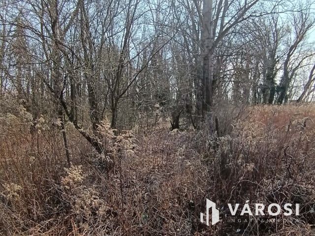 Dömsödön belterületi telek eladó!