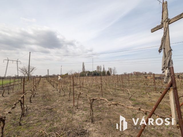 Ahol a munka meghozza gyümölcsét – szó szerint